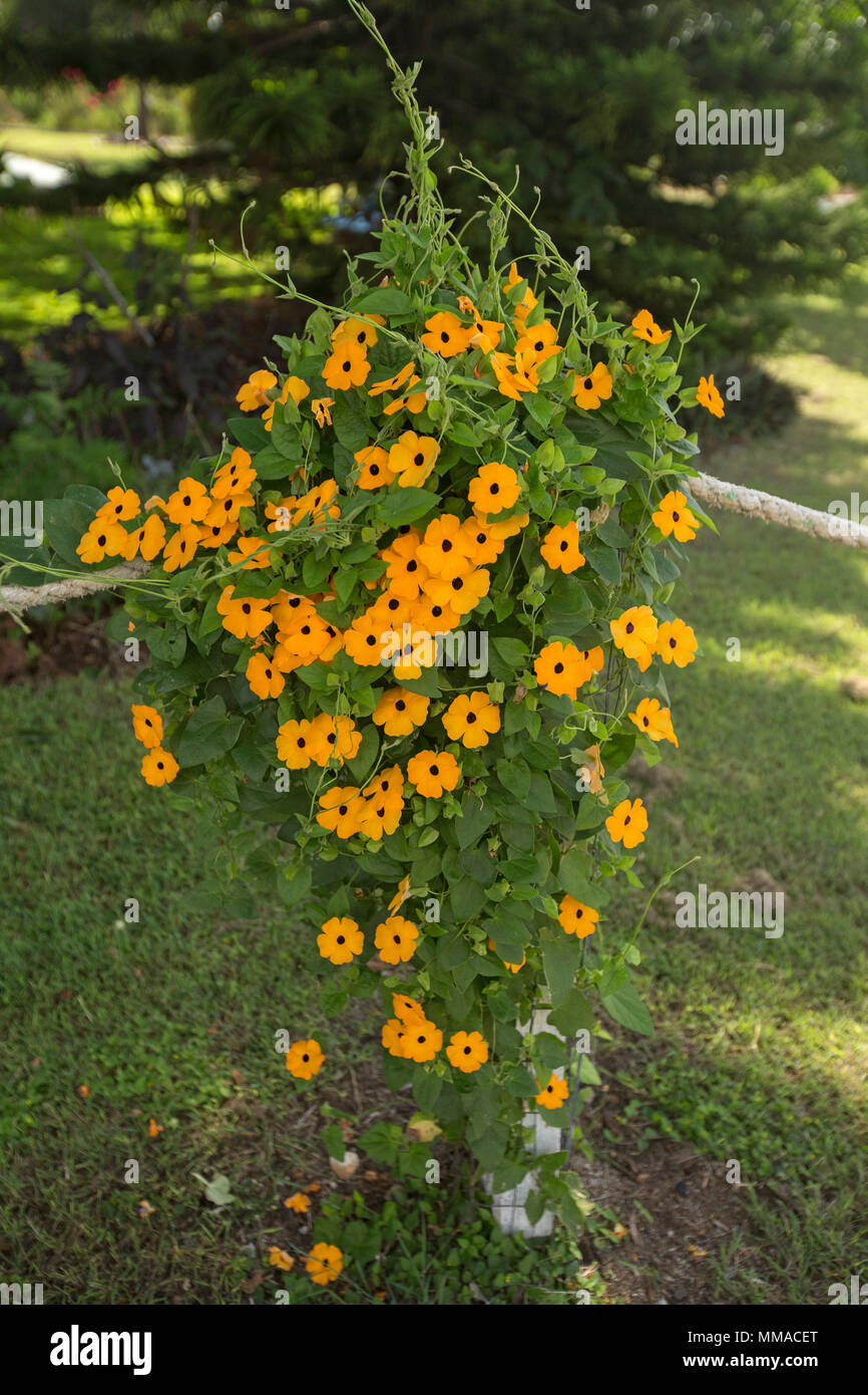Cluster di arancio fiori e foglie verdi di Thunbergia alata black-eyed Susan, una specie di erbaccia / Alpinismo pianta di giardino sul post in Australia Foto Stock