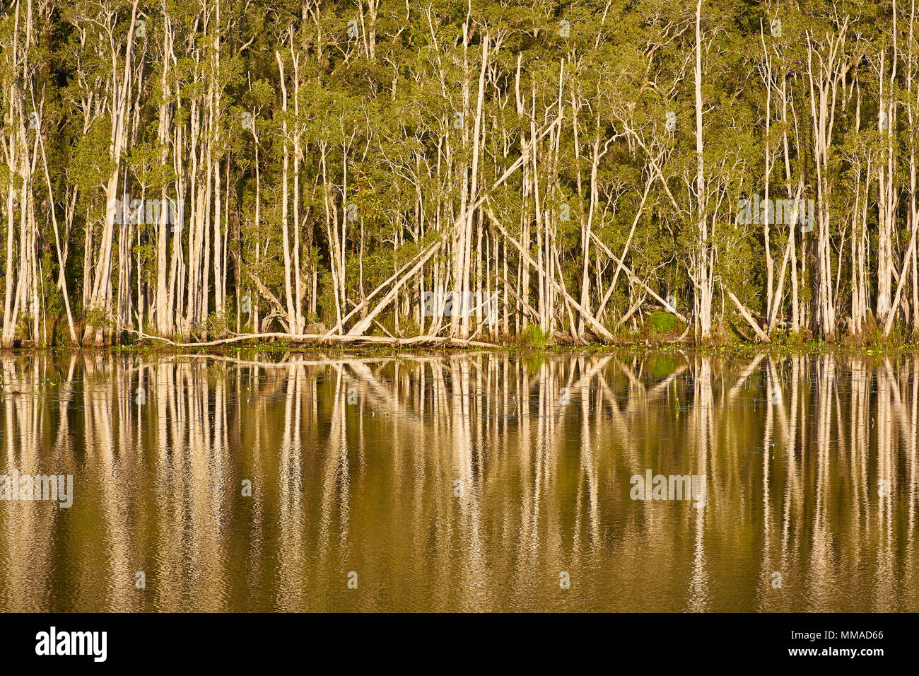 Una fila di alberi di eucalipto e la loro riflessione in corrispondenza di zone umide Urunga, Coffs Coast, Nuovo Galles del Sud, Australia Foto Stock