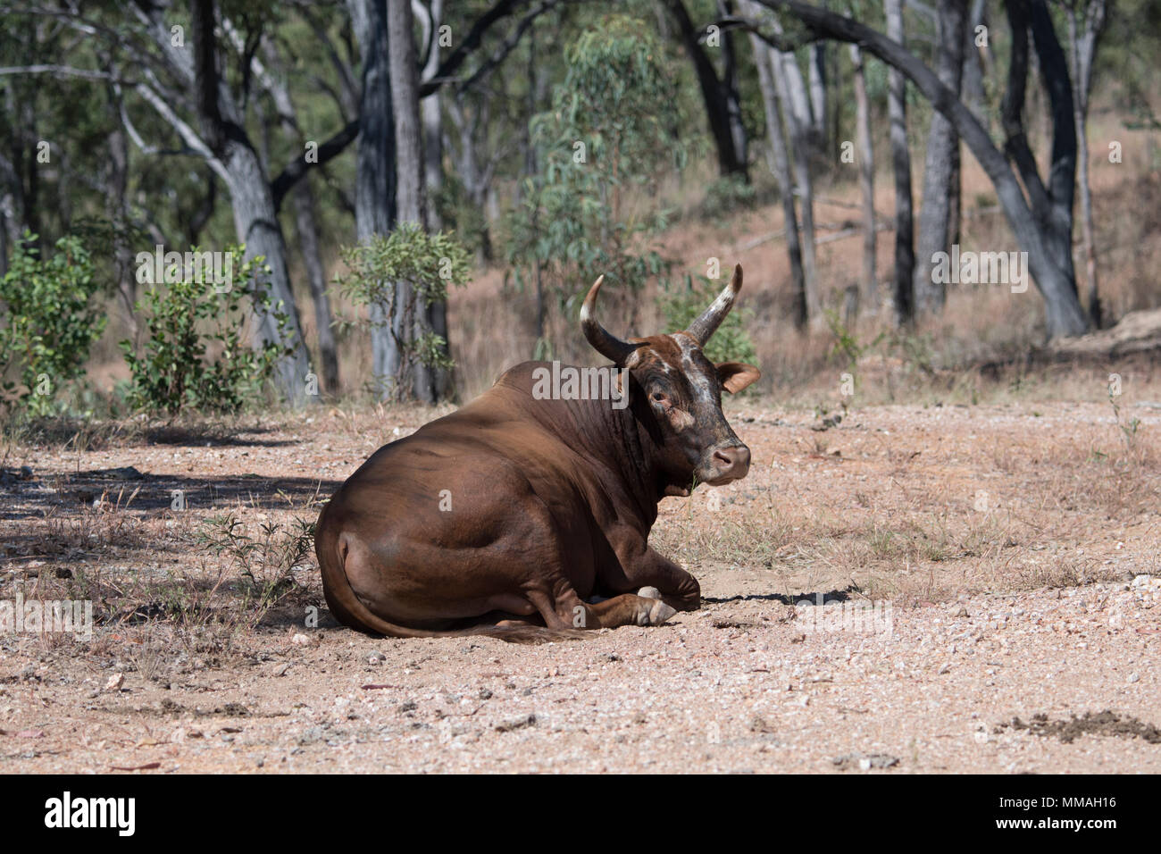 Scrub bull dal lato della strada in Palmer River Goldfield, vicino Maytown, estremo Nord Queensland, FNQ, QLD, Australia Foto Stock