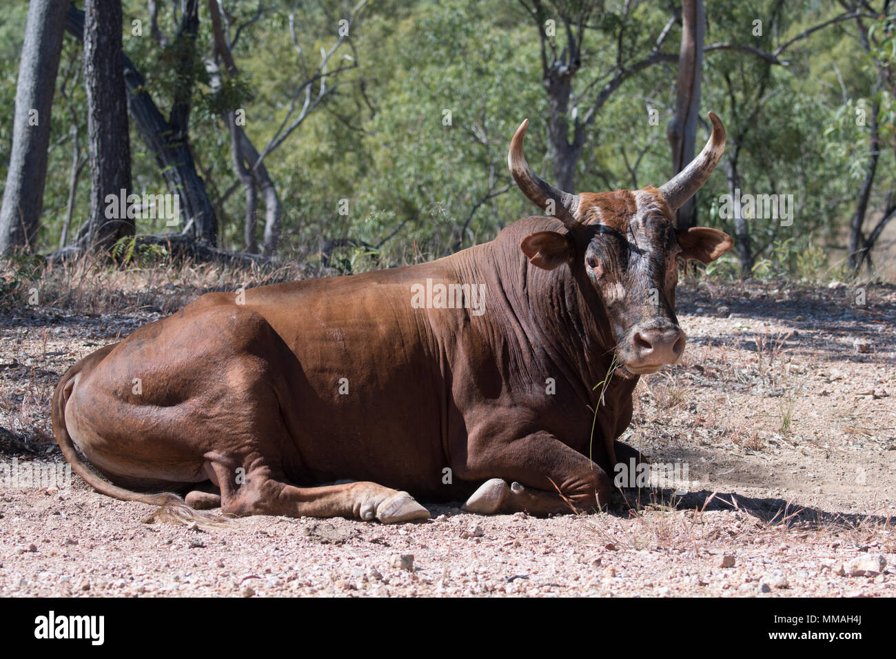 Scrub bull dal lato della strada in Palmer River Goldfield, vicino Maytown, estremo Nord Queensland, FNQ, QLD, Australia Foto Stock