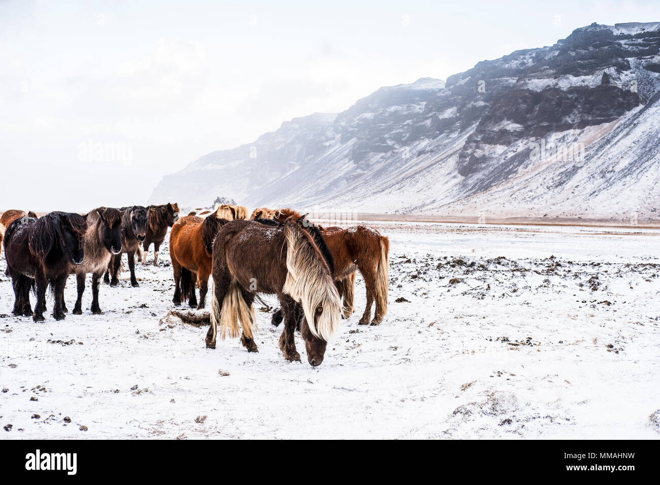 Cavalli islandesi di pascolare su una coperta di neve il paesaggio sotto il vulcanico gamme della montagna del sud dell'Islanda Foto Stock