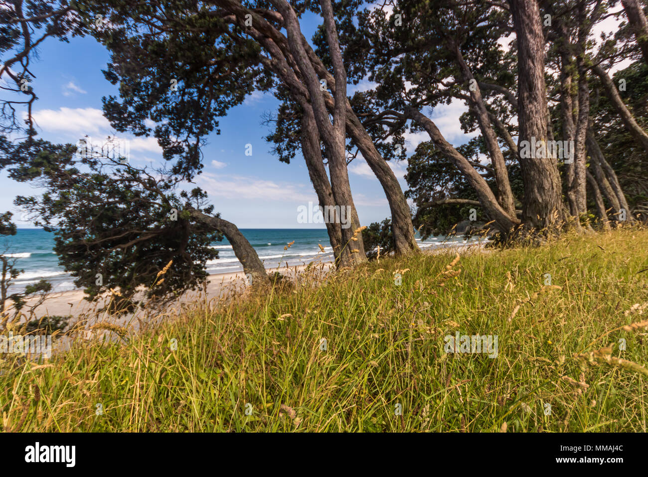 Alberi Pohutakawa sulla costa di Coromandel, Nuova Zelanda. Foto Stock
