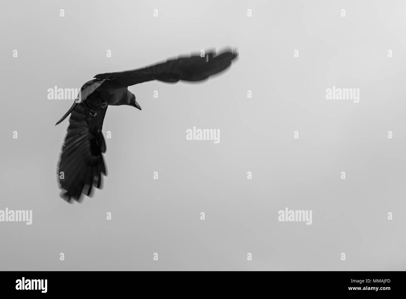 Silhouette di merlo volare nel cielo chiaro. In bianco e nero Foto Stock