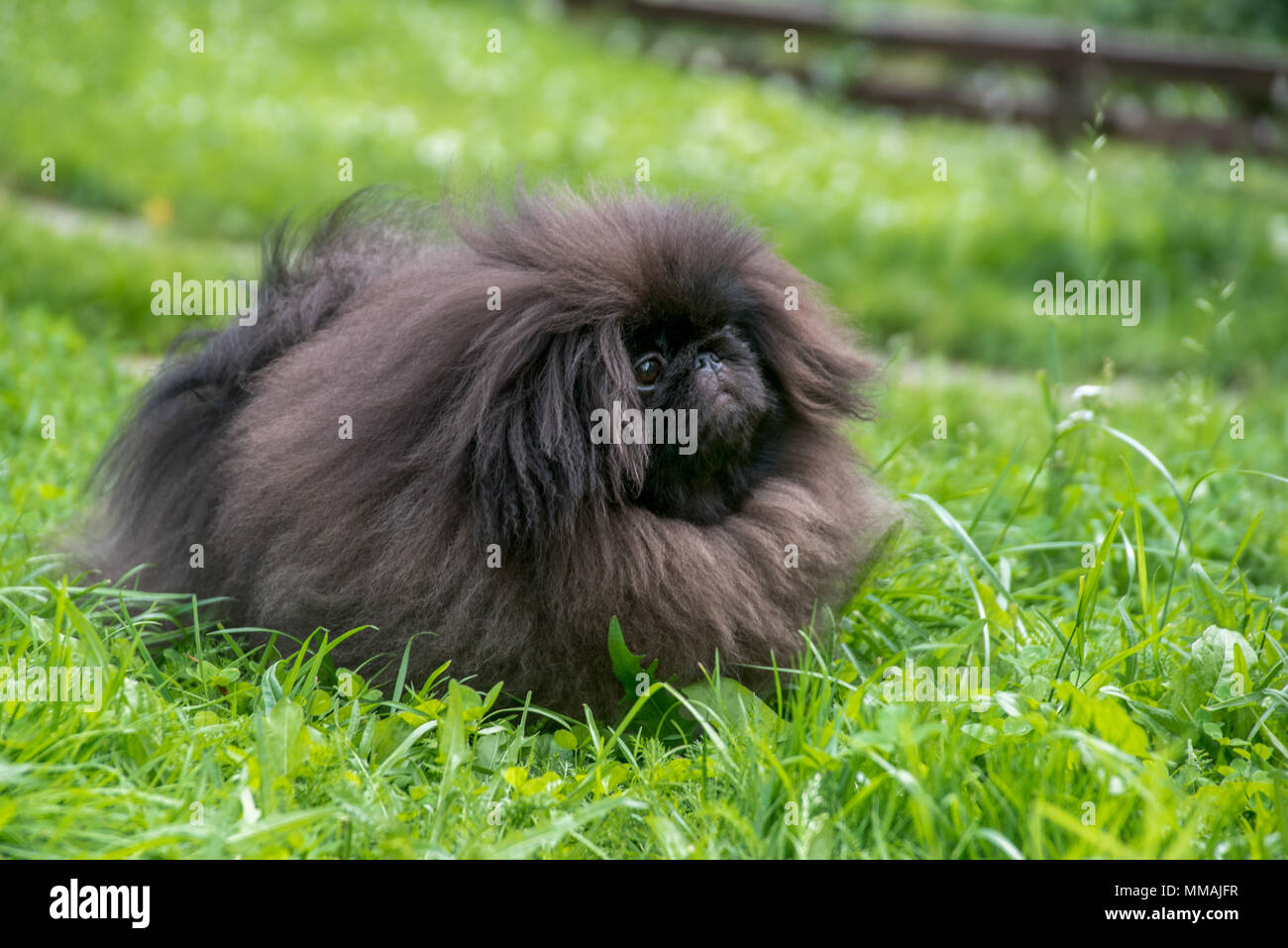 Nero pekingese dog sitter sull'erba Foto Stock