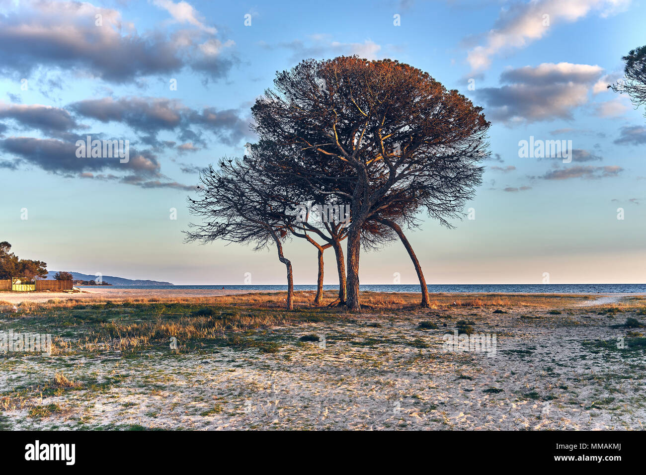 Vista del paesaggio di una spiaggia mediterranea con alberi Foto Stock