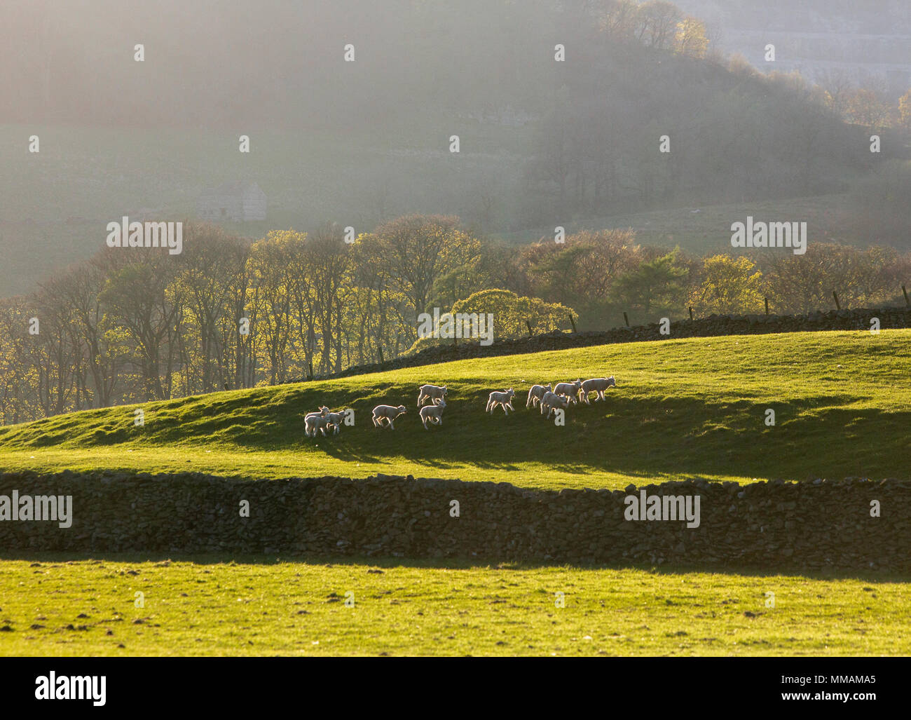 Pecore in serata la luce del sole vicino a Horton in Ribblesdale, North Yorkshire Foto Stock
