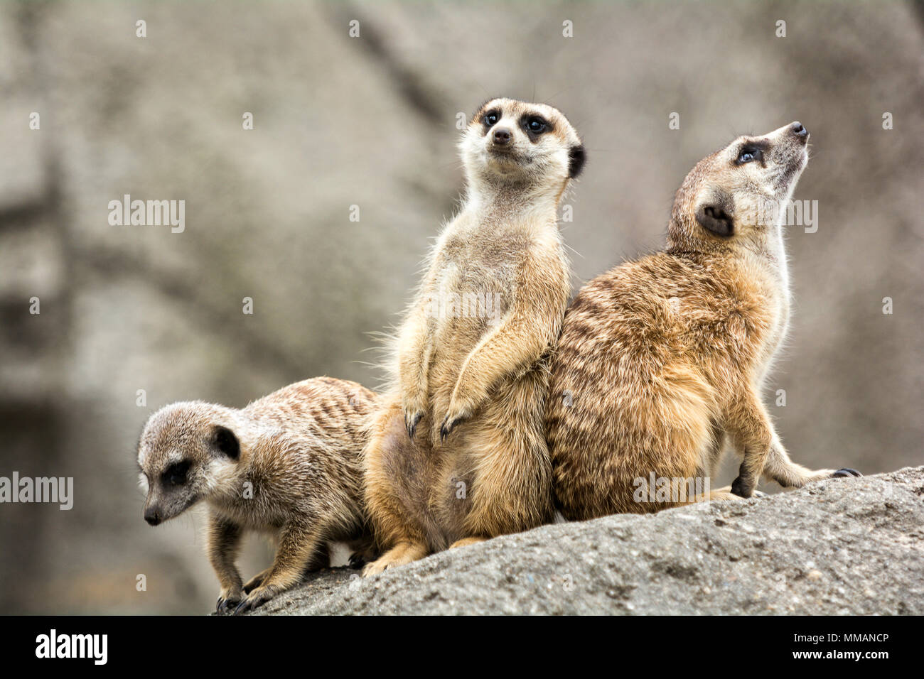 Un gruppo di tre graziosi Meerkats allarme permanente. Foto Stock