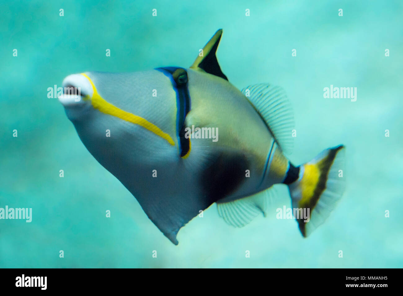 Un tropicali colorati pesci balestra. Foto Stock