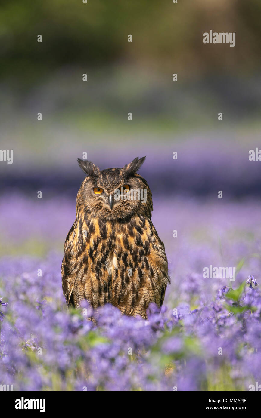 Unione( Eurasian) Eagle-Owl ; Bubo bubo, appollaiato su uno sfondo di bluebells Foto Stock