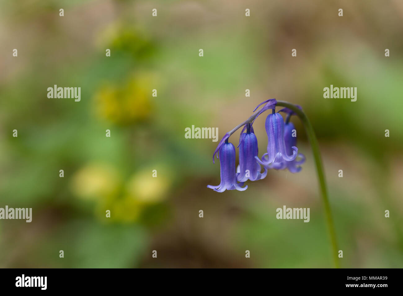 Close up di un nativo Bluebell inglese con uno sfondo sfocato. Foto Stock