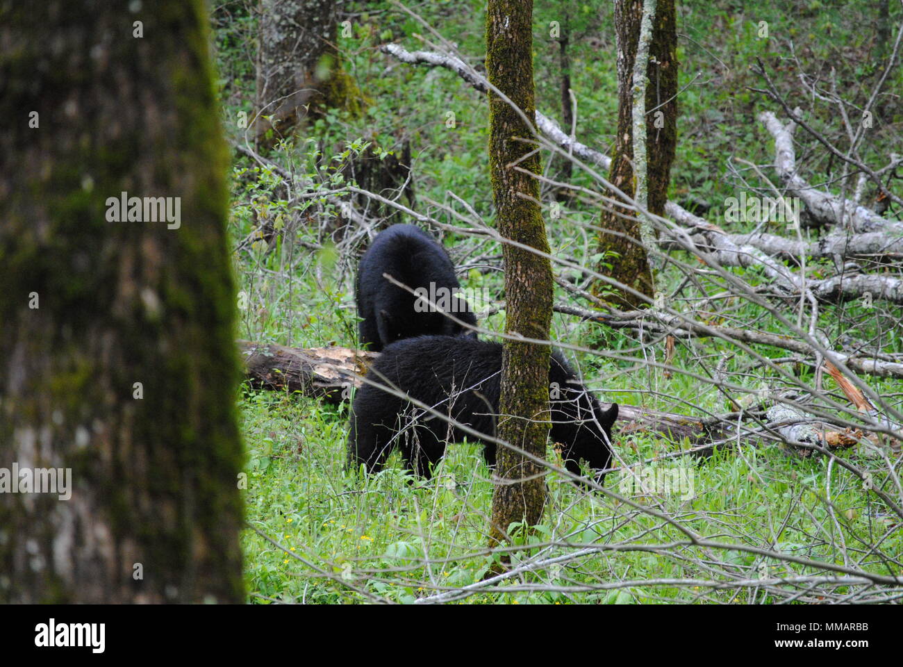 Orsi neri Foto Stock
