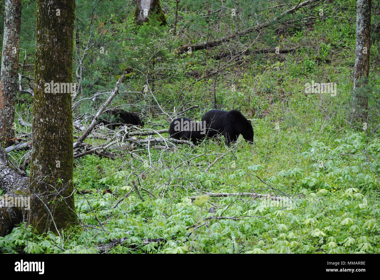 Orsi neri Foto Stock