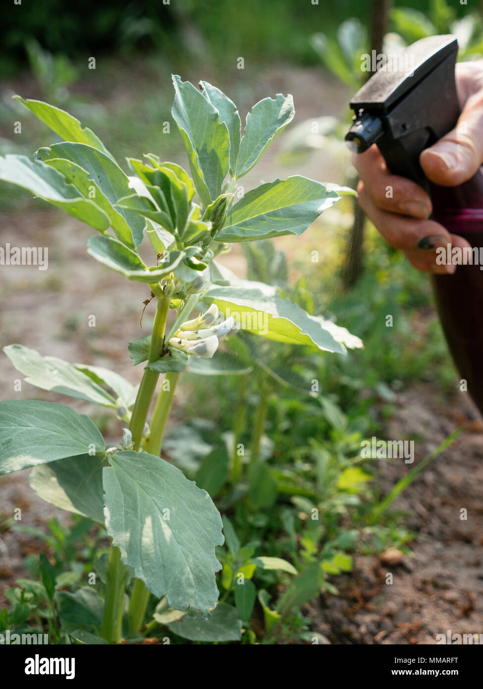 Giardiniere la spruzzatura di fave con tè nero contro afidi. Foto Stock