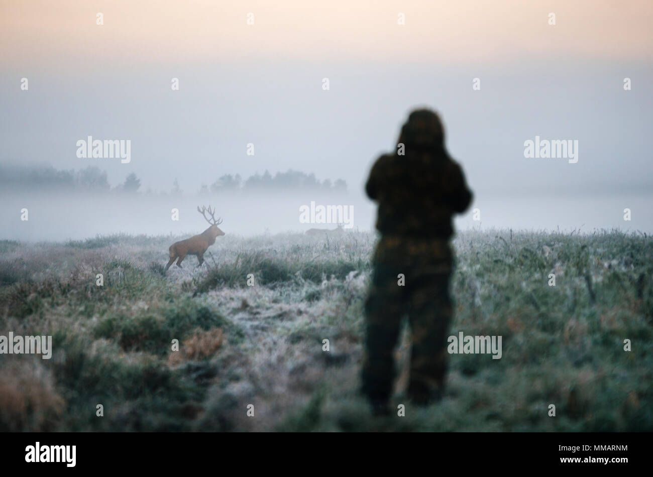 Hunter tenendo un fucile e puntamento Red Deer preda nella nebbia, cacciatore photoshooting al mattino. Foto Stock