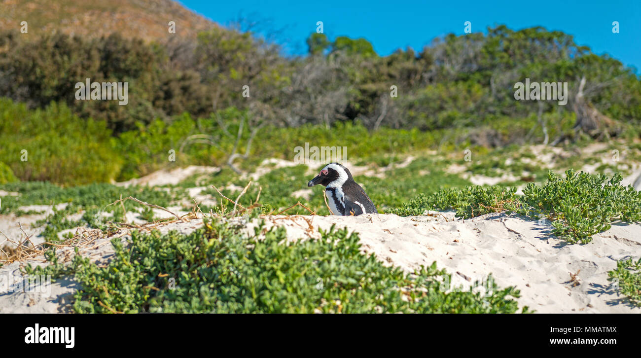 Un singolo africano o Jackass Penguin (Spheniscus demersus) nesting in una duna di sabbia vicino alla spiaggia di Boulder, Cape Town, Sud Africa. Foto Stock