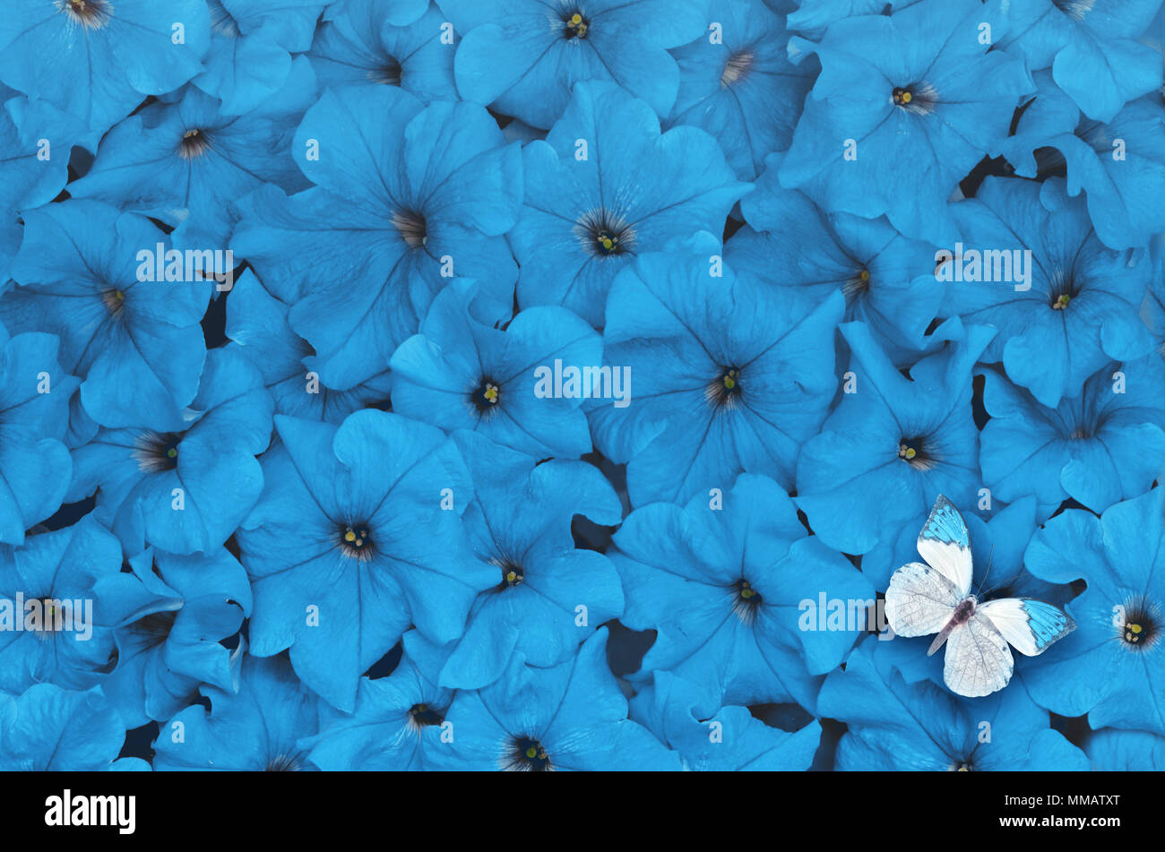 Layout creativo fatto di fiori blu con il bianco butterfly. Lay piatto. Concetto di natura. Foto Stock