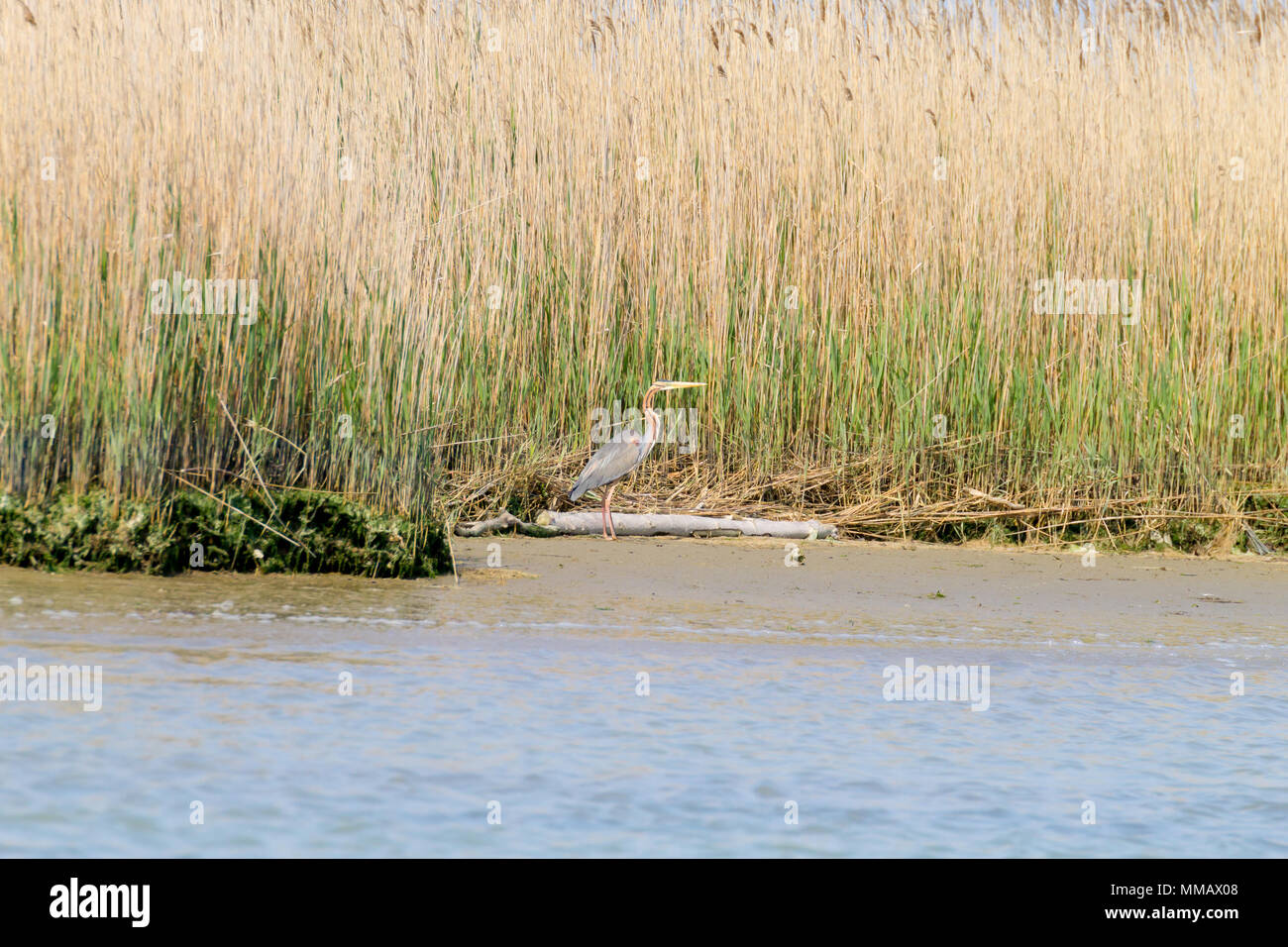Airone rosso vicino fino dal fiume Po laguna, Italia. Per gli uccelli migratori. Natura italiana Foto Stock