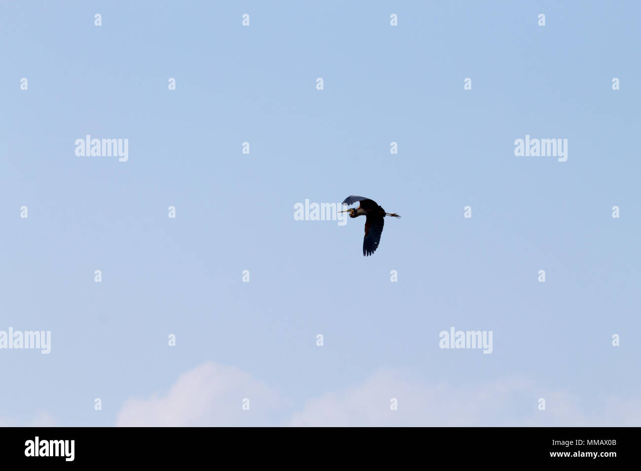 Airone rosso vicino fino dal fiume Po laguna, Italia. Per gli uccelli migratori. Natura italiana Foto Stock