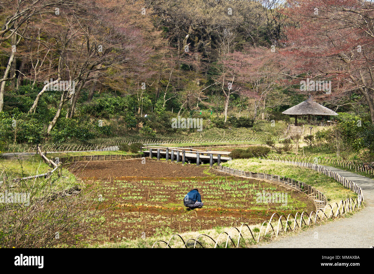 L'uomo semina iridi al Tempio di Meiji giardino interno, Tokyo, Giappone Foto Stock