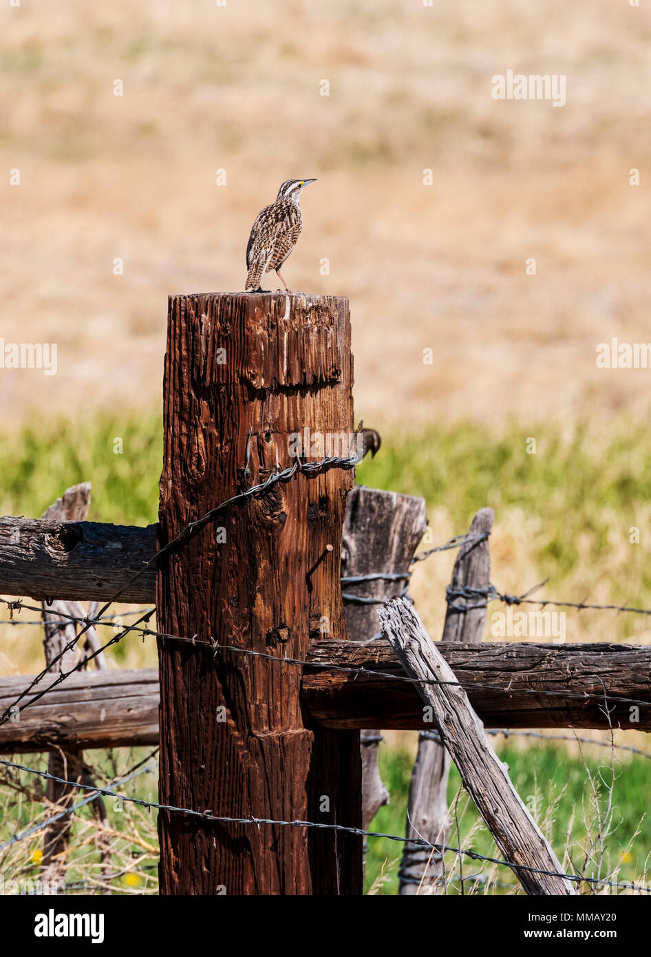 Femmina Western Meadowlark; blackbird famiglia; Vandaveer Ranch; Salida; Colorado; USA Foto Stock