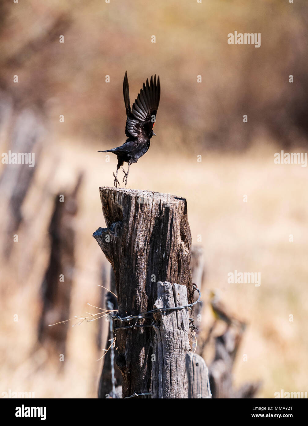 Rosso-winged blackbird (Agelaius phoeniceus); sul ranch recinzione; central Colorado; USA Foto Stock