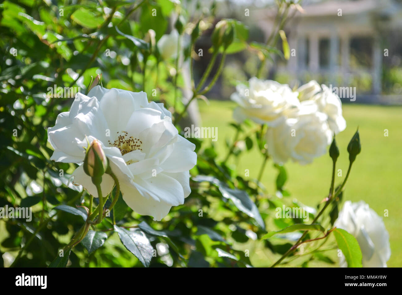 Rancho Bernardo in California - la più antica cantina di lavoro. Vintage scene arrugginita farm equipment per mulini a vento pigramente di filatura nella brezza. Fiori Foto Stock