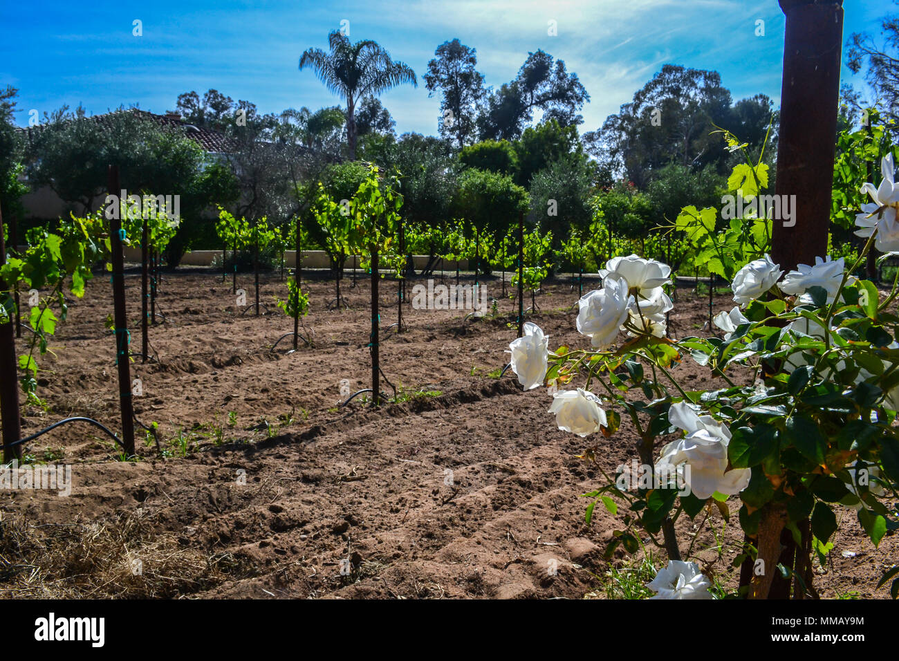 Rancho Bernardo in California - la più antica cantina di lavoro. Vintage scene arrugginita farm equipment per mulini a vento pigramente di filatura nella brezza. Fiori Foto Stock