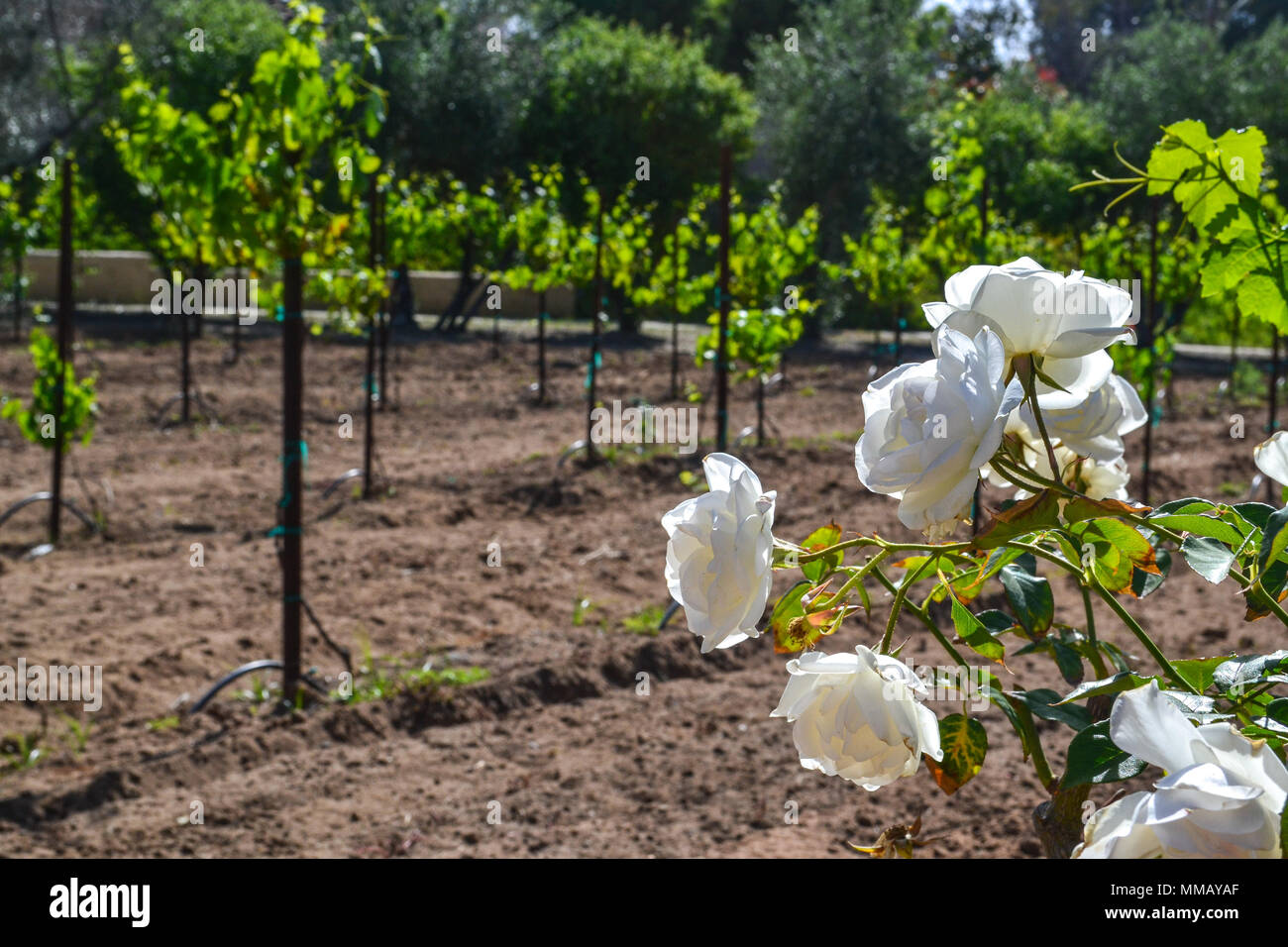 Rancho Bernardo in California - la più antica cantina di lavoro. Vintage scene arrugginita farm equipment per mulini a vento pigramente di filatura nella brezza. Fiori Foto Stock