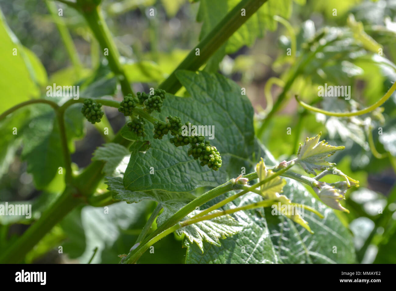 Rancho Bernardo in California - la più antica cantina di lavoro. Vintage scene arrugginita farm equipment per mulini a vento pigramente di filatura nella brezza. Fiori Foto Stock
