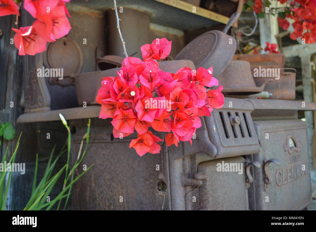 Rancho Bernardo in California - la più antica cantina di lavoro. Vintage scene arrugginita farm equipment per mulini a vento pigramente di filatura nella brezza. Fiori Foto Stock