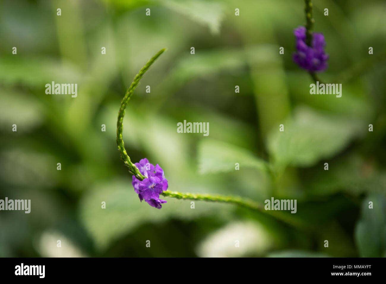 Blue porterweed, noto anche come Indian , bistorta (Stachytarpheta jamaicensis). Foto Stock