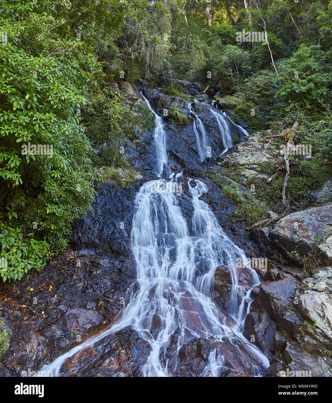 Newell cade la cascata circondata dalla foresta pluviale del Dorrigo National Park, Dorrigo, New England regione, Nuovo Galles del Sud, Australia Foto Stock