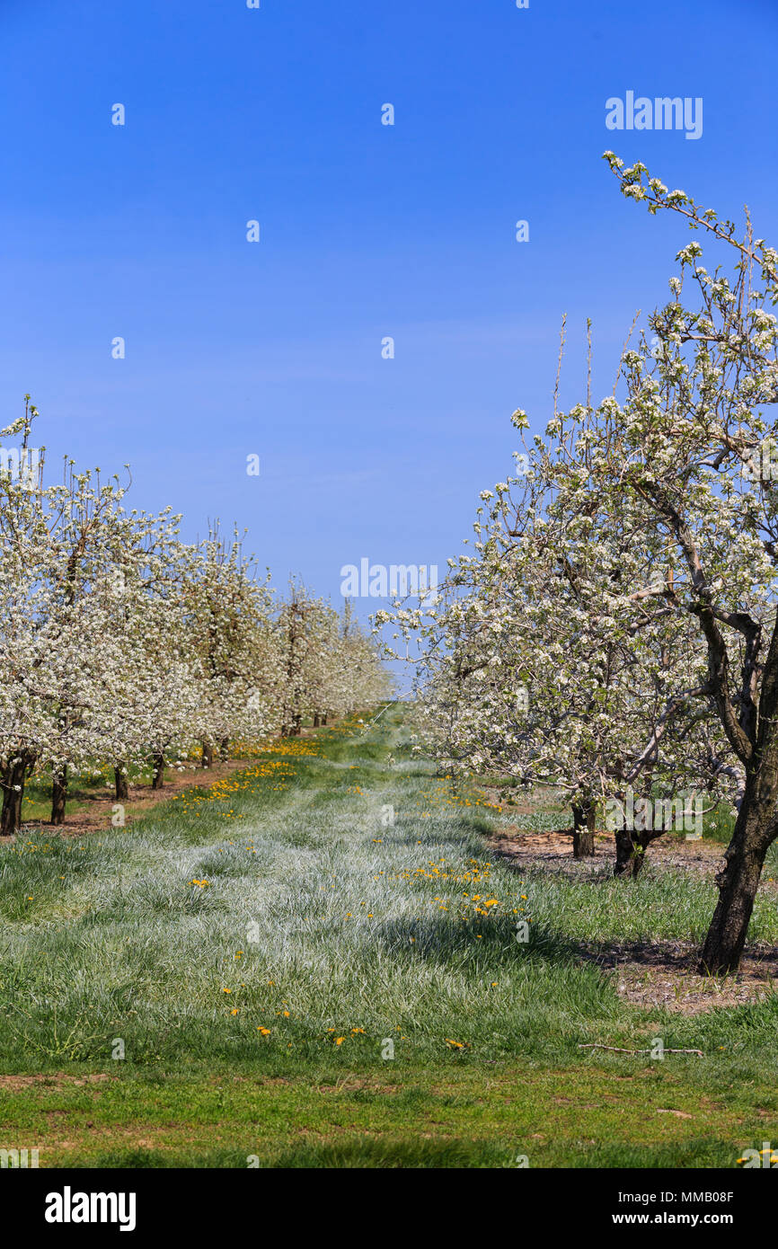 Primavera in un meleto con alberi in fiore in Lancaster County, PA. Foto Stock