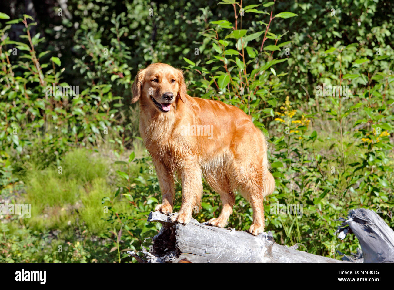 Il Golden Retriever in piedi sul log a bordo dei fiumi, guardando. Foto Stock