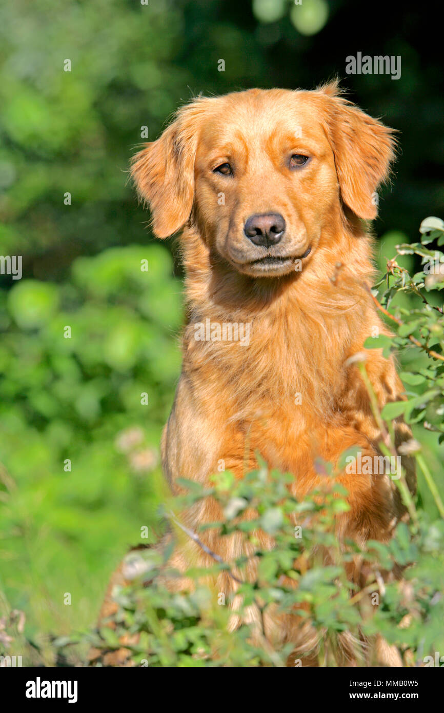 Ritratto di giovane Golden Retriever guardando da dietro bush Foto Stock