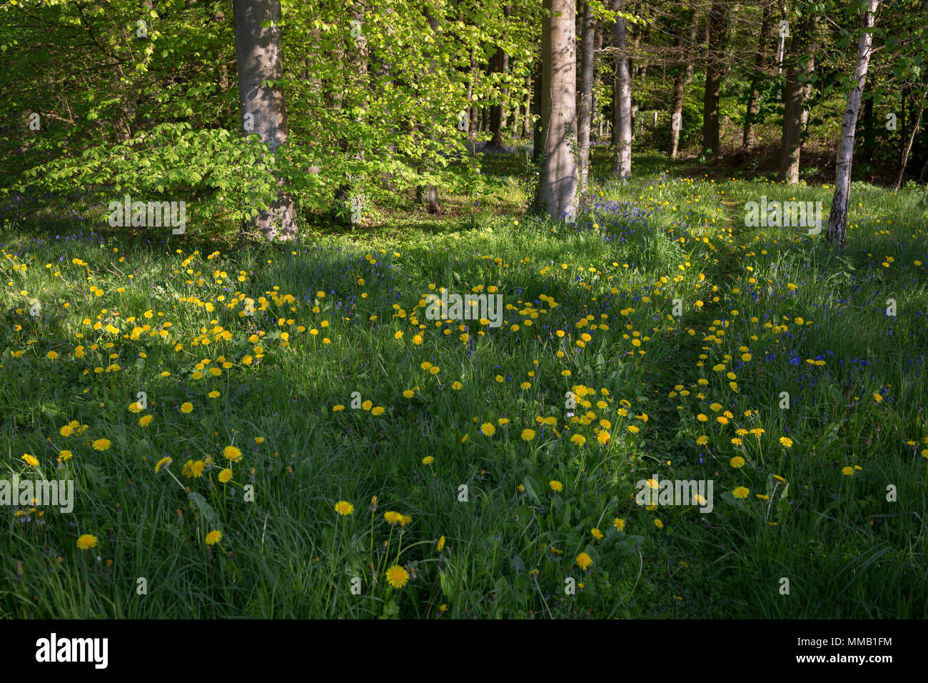 Tarassaco e bluebells su un percorso attraverso il bosco inglese, il 5 maggio 2018, Wrington, North Somerset, Inghilterra. Foto Stock