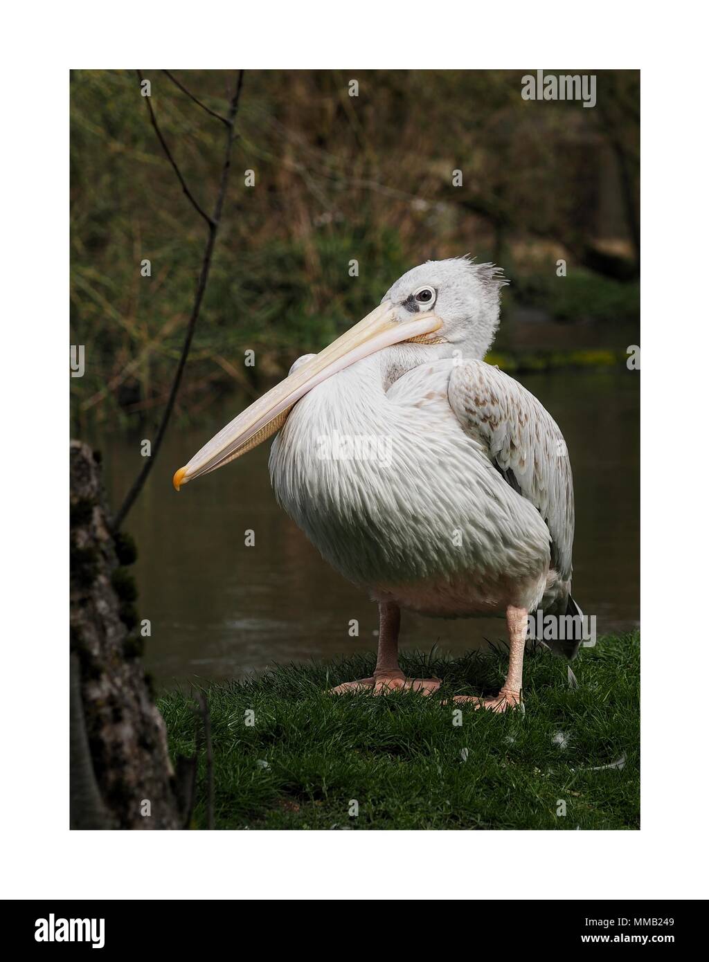 Corpo pieno ritratto di un isolato Pelican sorgeva su una banca erbosa accanto a un fiume. Foto Stock
