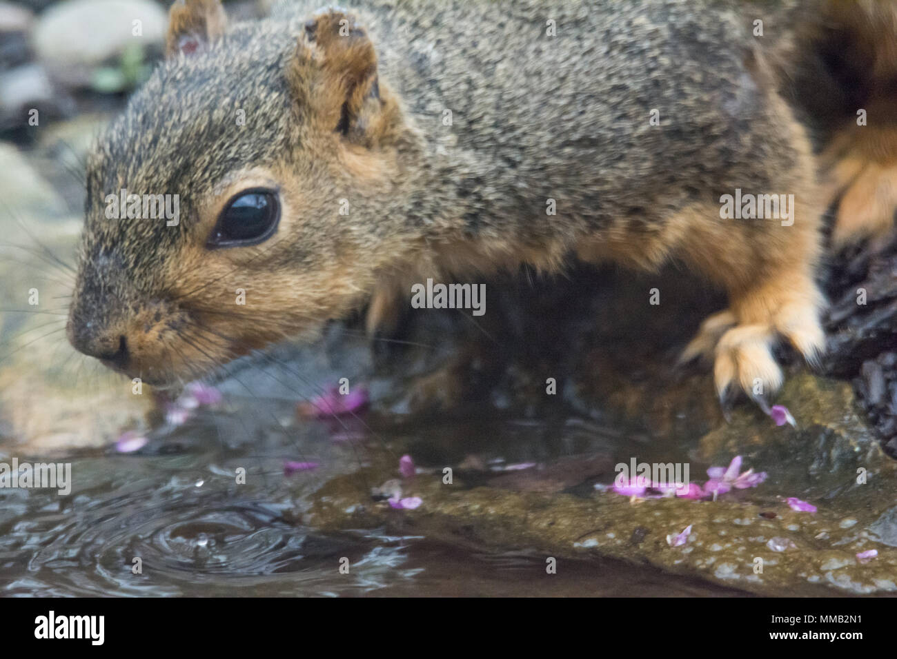 Un simpatico scoiattolo per avere un drink dell'acqua. Foto Stock