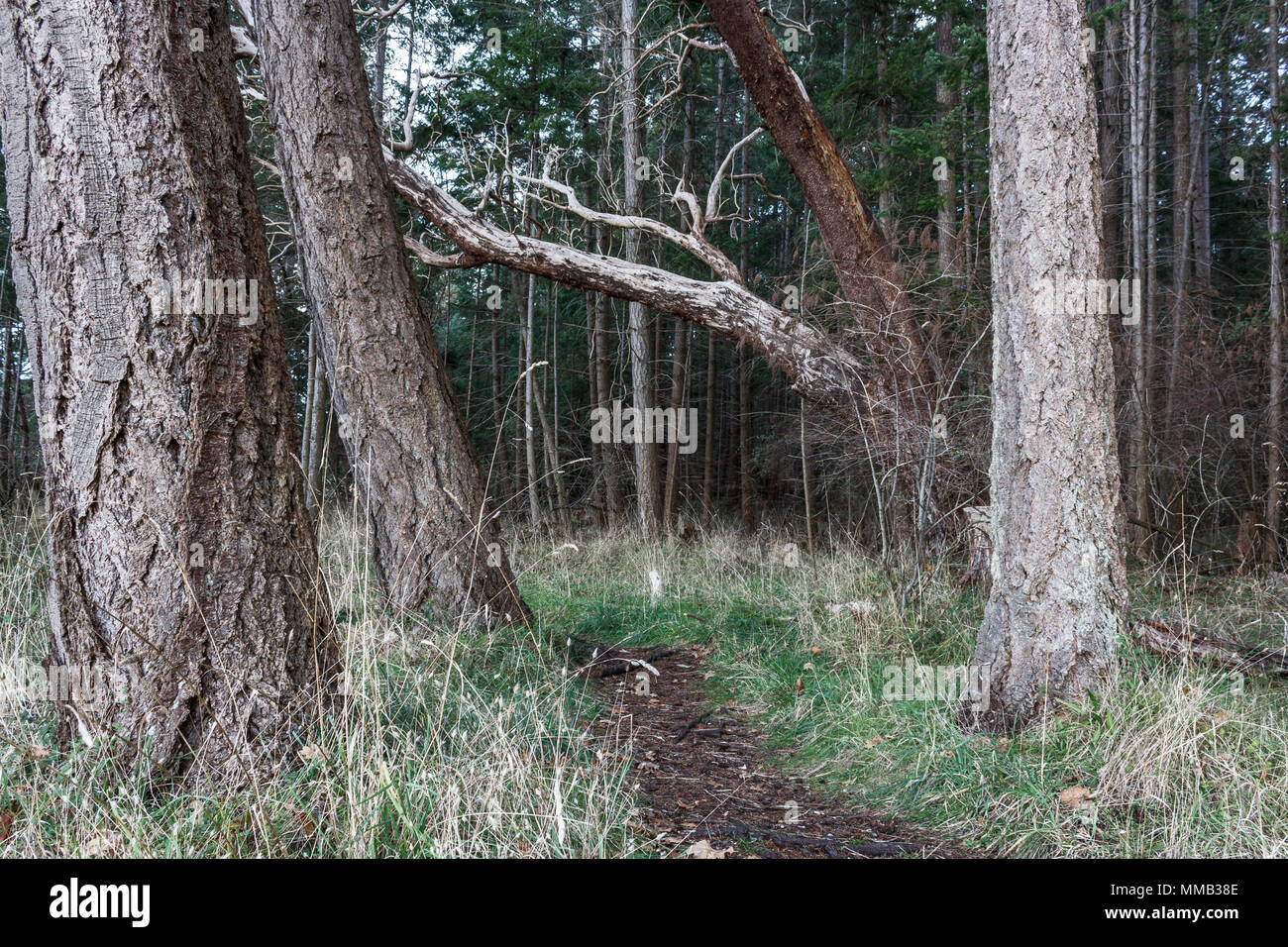Douglas firs stand su entrambi i lati di un sentiero a piedi in un parco forestale e un albero di corbezzolo (Pacific madrone) si appoggia attraverso il percorso (British Columbia). Foto Stock