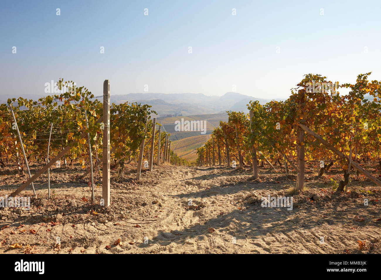 Percorso di vigna in autunno con foglie di giallo in una giornata di sole in Piemonte, Italia Foto Stock