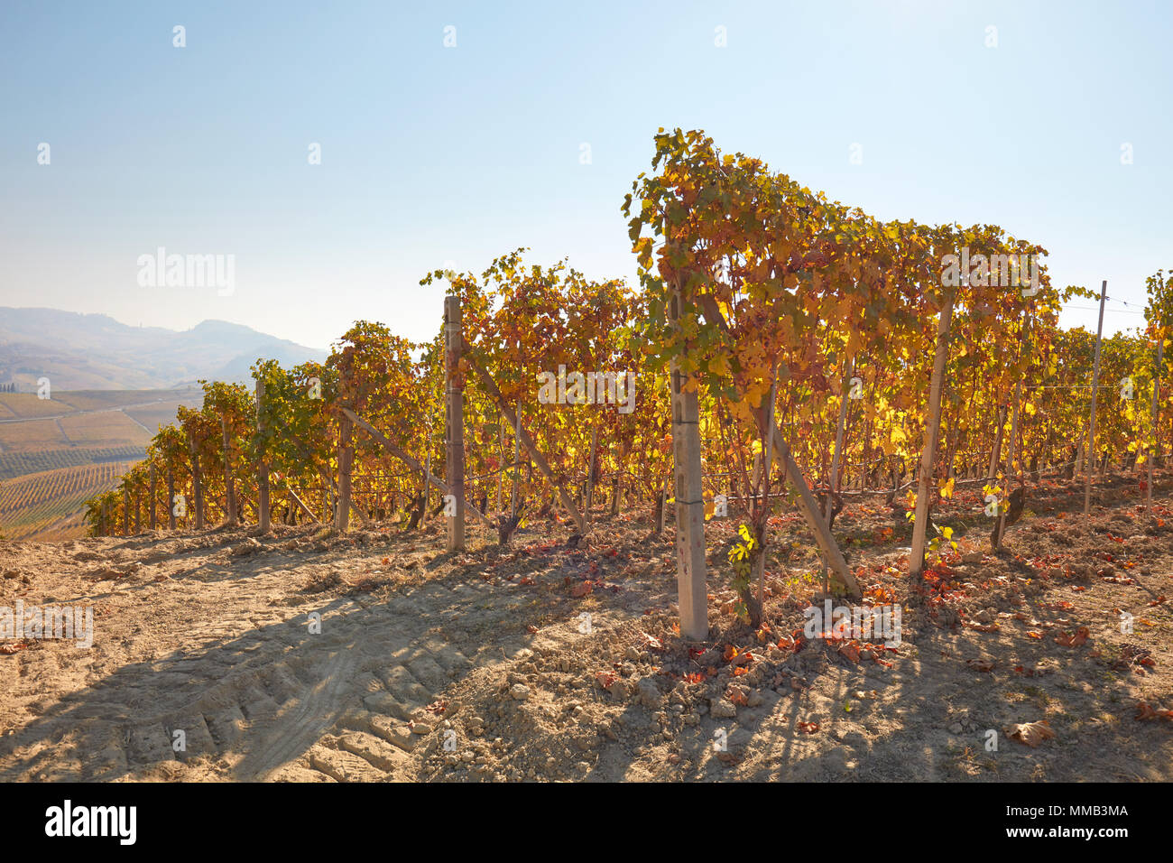 Vigneto sulla collina in autunno con foglie di giallo in una giornata di sole Foto Stock