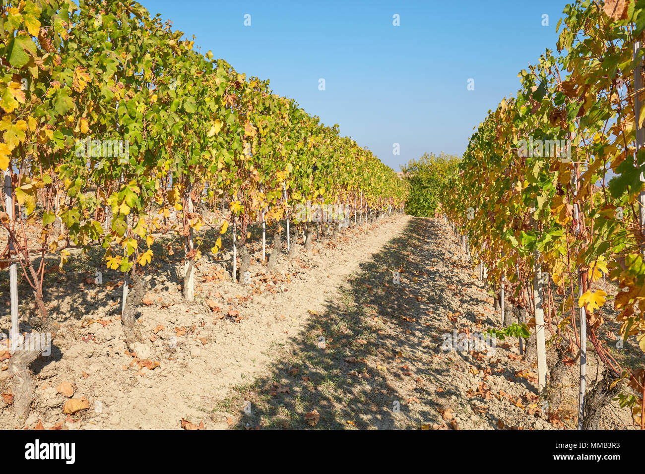 Vigneto in autunno con verde e foglie di giallo, blu cielo in una giornata di sole Foto Stock
