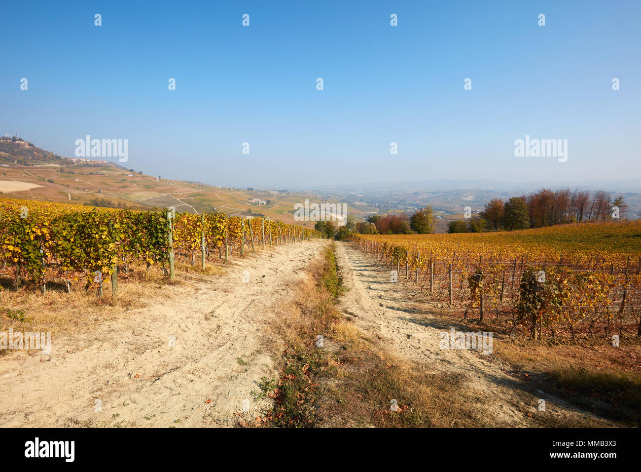 Vigneti in autunno con foglie di giallo in una giornata di sole e di confine tra due campi Foto Stock