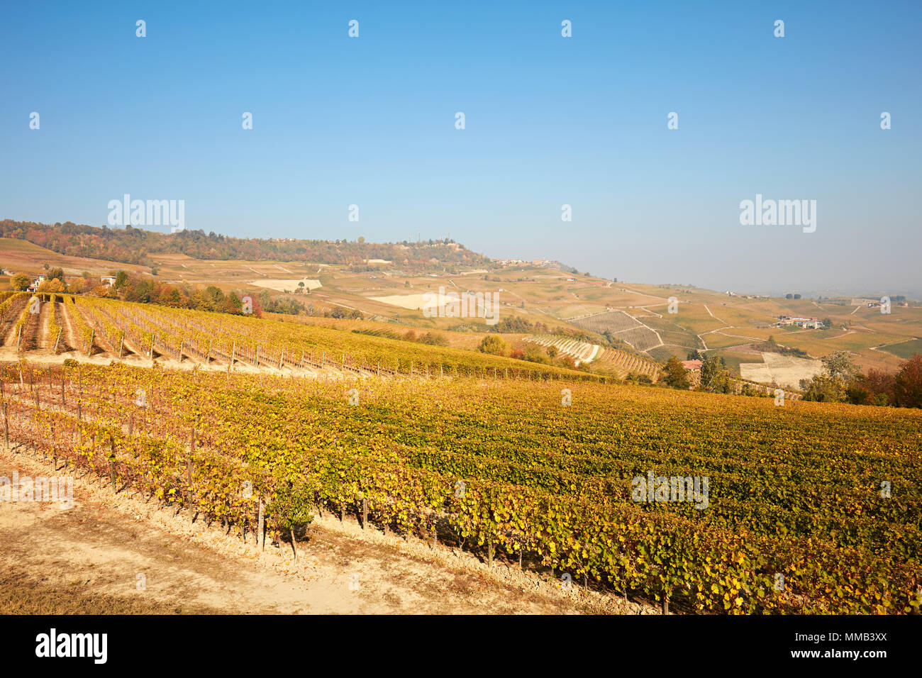 Vigneti e colline piemontesi in autunno con foglie di giallo in una giornata di sole e cielo blu in Italia Foto Stock