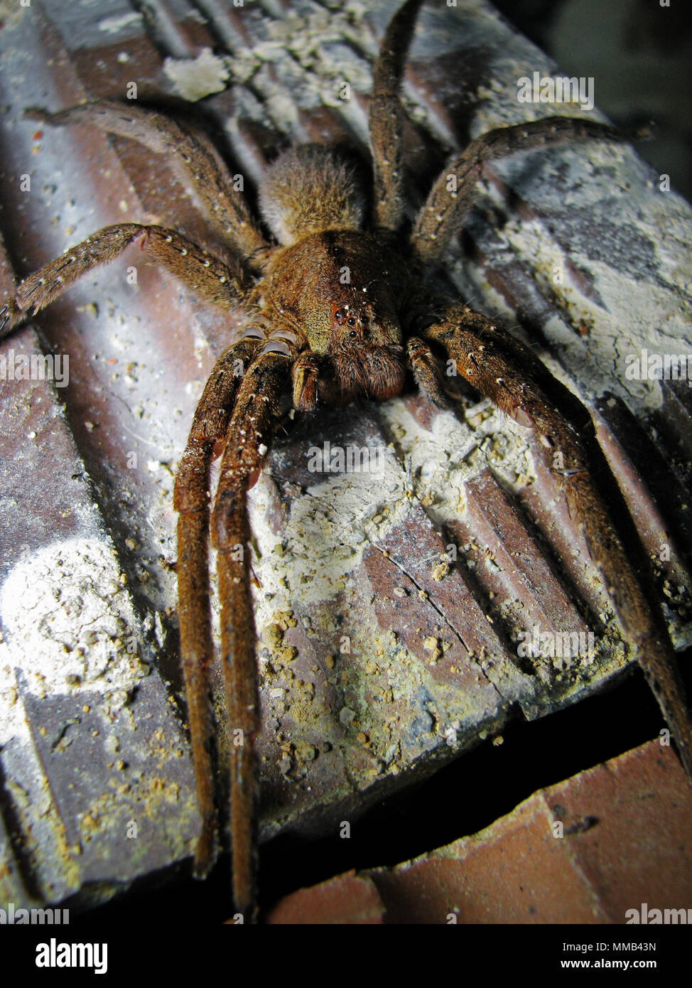 Phoneutria (brasiliano ragno errante, armadeira) su una pila di mattoni, noto anche come banana spider Foto Stock