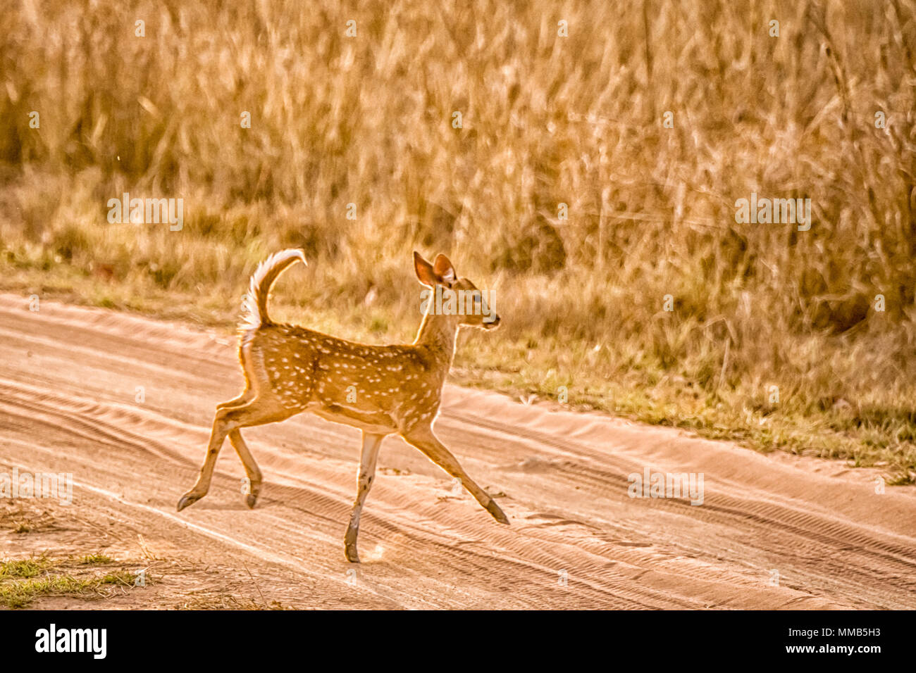 Giovani Chital selvatici o Spotted Deer Fawn, asse asse, correre, saltare e in Bandhavgarh National Park, Madhya Pradesh, India Foto Stock