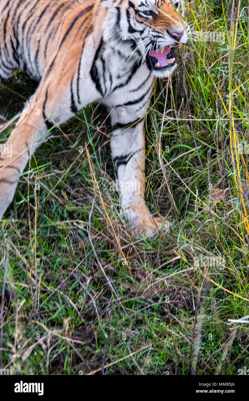 Wild tigre del Bengala, Panthera tigri tigri, ululano, Bandhavgarh Riserva della Tigre, India Foto Stock