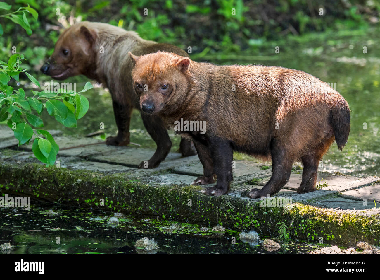 Due cani di bush (Speothos venaticus) canide lo native di America Centrale e America del Sud Foto Stock