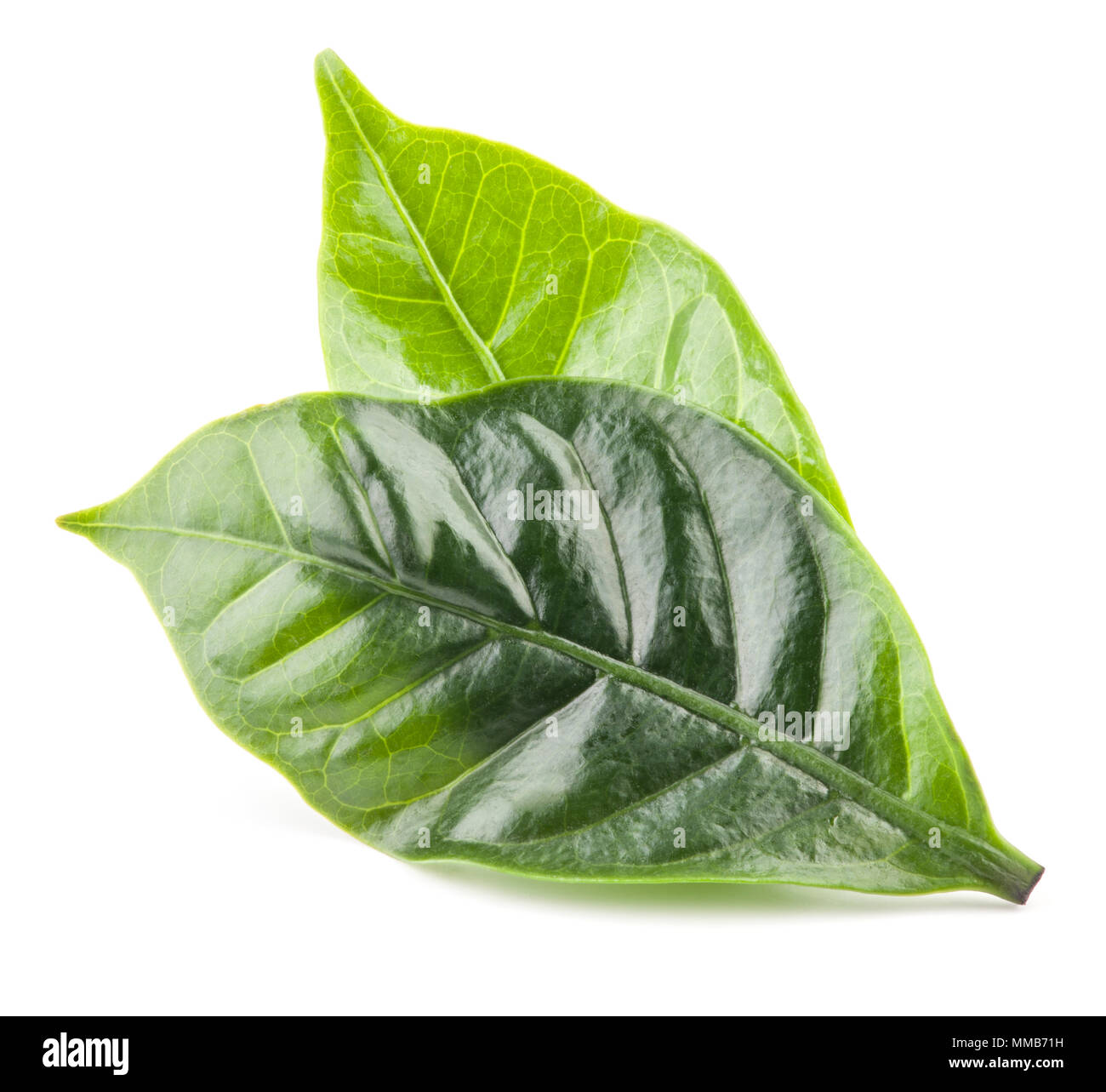 Coffee Tree leaf isolato su sfondo bianco con tracciato di ritaglio Foto Stock