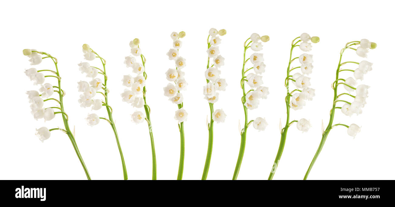 Il giglio della valle isolata su sfondo bianco Foto Stock